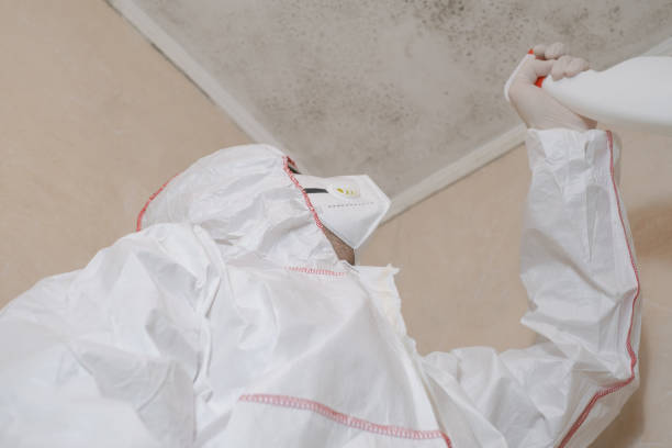 Best Basement Mold Removal  in Hebron, KY